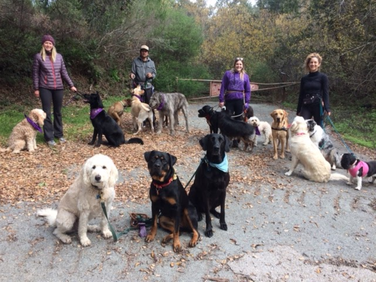 WOOFPACK Dog walker in Santa Cruz CA